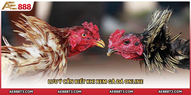 Lưu ý cần biết khi xem gà đá online